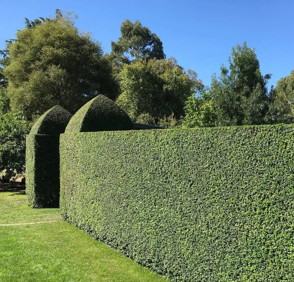 Gepflegte Hecke mit Tor und Bäumen – Beispiel für HashTEC-Hecken- und Grünflächenpflege für Privatgrundstücke.